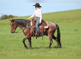 American Quarter Horse, Castrone, 11 Anni, 147 cm, Baio roano