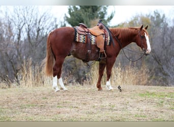 American Quarter Horse, Castrone, 11 Anni, 147 cm