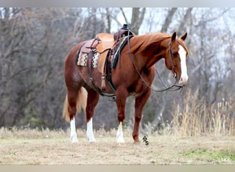 American Quarter Horse, Castrone, 11 Anni, 147 cm