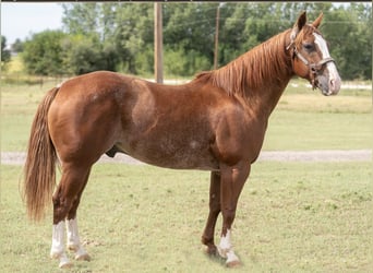 American Quarter Horse, Castrone, 11 Anni, 147 cm