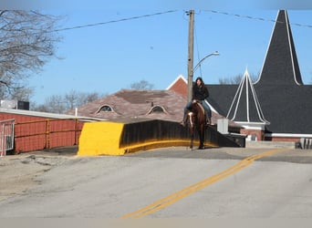 American Quarter Horse, Castrone, 11 Anni, 147 cm, Falbo