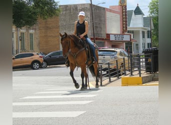 American Quarter Horse, Castrone, 11 Anni, 147 cm, Falbo