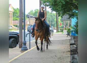 American Quarter Horse, Castrone, 11 Anni, 147 cm, Falbo