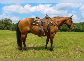 American Quarter Horse, Castrone, 11 Anni, 147 cm, Falbo