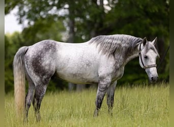 American Quarter Horse, Castrone, 11 Anni, 147 cm, Grigio pezzato