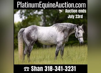 American Quarter Horse, Castrone, 11 Anni, 147 cm, Grigio pezzato