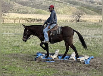 American Quarter Horse, Castrone, 11 Anni, 147 cm, Grullo