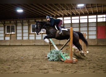American Quarter Horse, Castrone, 11 Anni, 147 cm, Morello