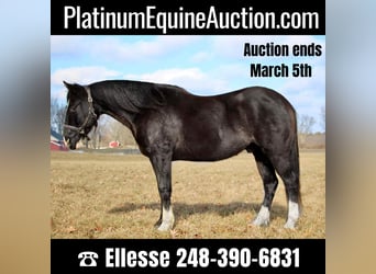 American Quarter Horse, Castrone, 11 Anni, 147 cm, Morello