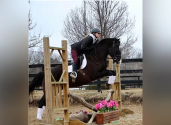 American Quarter Horse, Castrone, 11 Anni, 147 cm, Morello