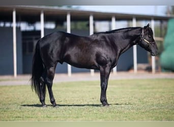 American Quarter Horse, Castrone, 11 Anni, 147 cm, Morello