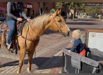 American Quarter Horse, Castrone, 11 Anni, 147 cm, Palomino