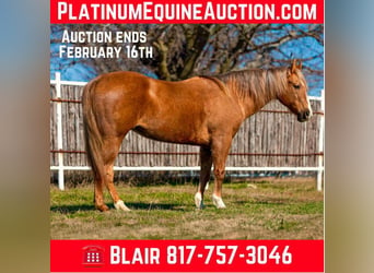 American Quarter Horse, Castrone, 11 Anni, 147 cm, Palomino