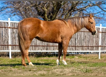 American Quarter Horse, Castrone, 11 Anni, 147 cm, Palomino