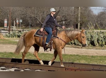 American Quarter Horse, Castrone, 11 Anni, 147 cm, Palomino