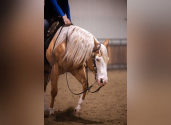 American Quarter Horse, Castrone, 11 Anni, 147 cm, Palomino