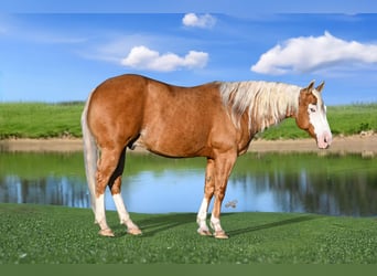 American Quarter Horse, Castrone, 11 Anni, 147 cm, Palomino