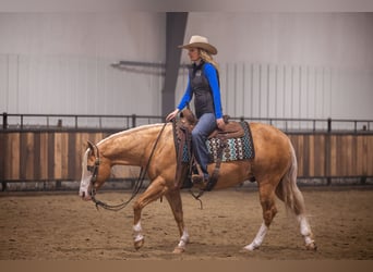 American Quarter Horse, Castrone, 11 Anni, 147 cm, Palomino