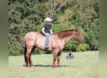American Quarter Horse, Castrone, 11 Anni, 147 cm, Roano rosso
