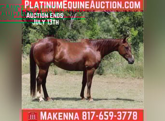 American Quarter Horse, Castrone, 11 Anni, 147 cm, Sauro scuro