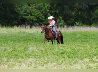 American Quarter Horse, Castrone, 11 Anni, 147 cm, Sauro scuro