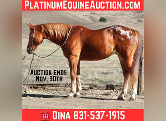 American Quarter Horse, Castrone, 11 Anni, 147 cm, Sauro scuro