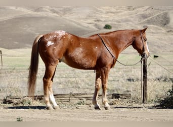 American Quarter Horse, Castrone, 11 Anni, 147 cm, Sauro scuro