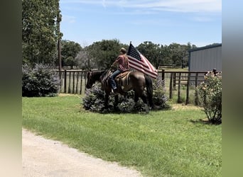 American Quarter Horse, Castrone, 11 Anni, 147 cm, Tobiano-tutti i colori