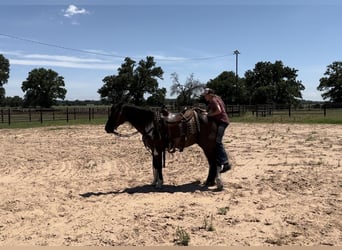 American Quarter Horse, Castrone, 11 Anni, 147 cm, Tobiano-tutti i colori