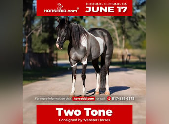 American Quarter Horse, Castrone, 11 Anni, 147 cm, Tobiano-tutti i colori