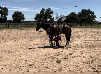 American Quarter Horse, Castrone, 11 Anni, 147 cm, Tobiano-tutti i colori