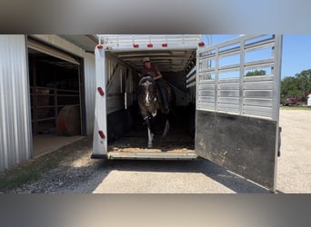 American Quarter Horse, Castrone, 11 Anni, 147 cm, Tobiano-tutti i colori