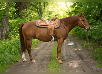 American Quarter Horse, Castrone, 11 Anni, 148 cm, Sauro scuro