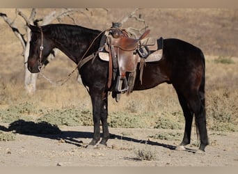 American Quarter Horse, Castrone, 11 Anni, 150 cm, Baio ciliegia