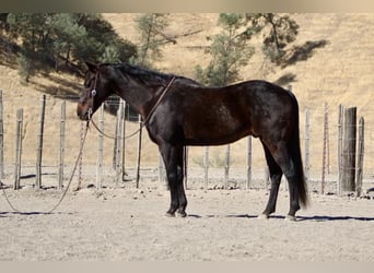 American Quarter Horse, Castrone, 11 Anni, 150 cm, Baio ciliegia