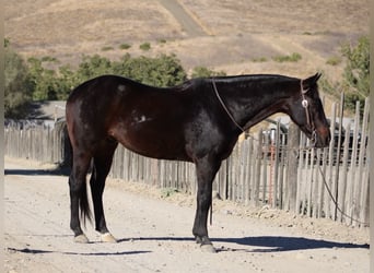 American Quarter Horse, Castrone, 11 Anni, 150 cm, Baio ciliegia