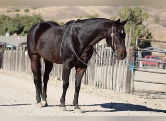 American Quarter Horse, Castrone, 11 Anni, 150 cm, Baio ciliegia