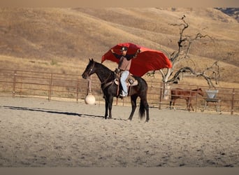 American Quarter Horse, Castrone, 11 Anni, 150 cm, Baio ciliegia