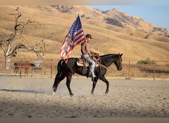 American Quarter Horse, Castrone, 11 Anni, 150 cm, Baio ciliegia