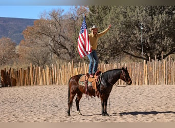 American Quarter Horse, Castrone, 11 Anni, 150 cm, Baio ciliegia