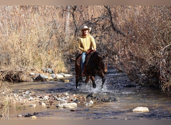 American Quarter Horse, Castrone, 11 Anni, 150 cm, Baio ciliegia