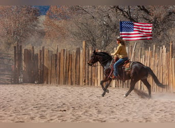 American Quarter Horse, Castrone, 11 Anni, 150 cm, Baio ciliegia