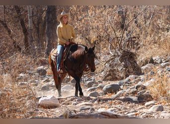 American Quarter Horse, Castrone, 11 Anni, 150 cm, Baio ciliegia