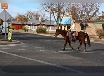 American Quarter Horse, Castrone, 11 Anni, 150 cm, Baio ciliegia