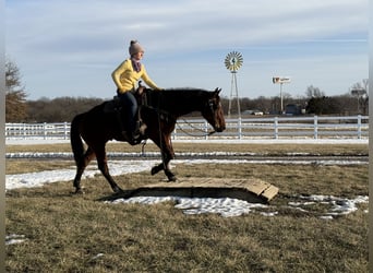 American Quarter Horse, Castrone, 11 Anni, 150 cm, Baio ciliegia