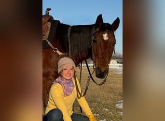 American Quarter Horse, Castrone, 11 Anni, 150 cm, Baio ciliegia