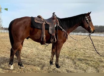 American Quarter Horse, Castrone, 11 Anni, 150 cm, Baio ciliegia