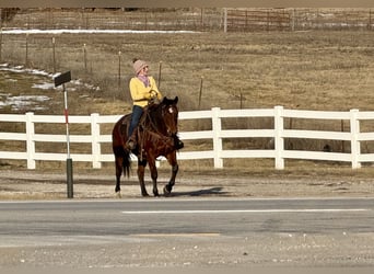 American Quarter Horse, Castrone, 11 Anni, 150 cm, Baio ciliegia