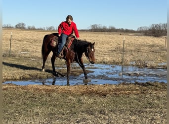 American Quarter Horse, Castrone, 11 Anni, 150 cm, Baio ciliegia