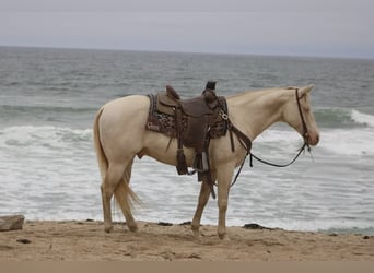 American Quarter Horse, Castrone, 11 Anni, 150 cm, Cremello